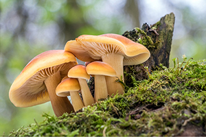 Les champignons