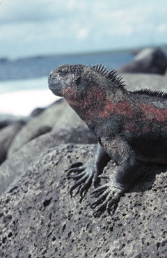 L’iguane marin des Galápagos