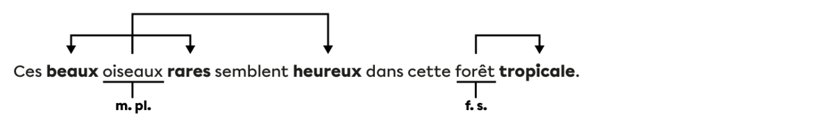 Dans la phrase « Ces beaux oiseaux rares semblent heureux dans cette forêt tropicale. », les adjectifs « beaux », « rares » et « heureux » reçoivent leur accord du nom « oiseaux » (masculin pluriel) et l'adjectif « tropicale » reçoit son accord du nom « forêt » (féminin singulier).