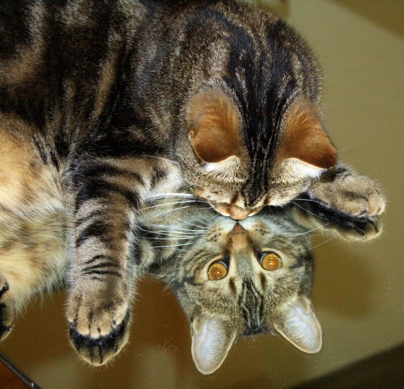 Chat