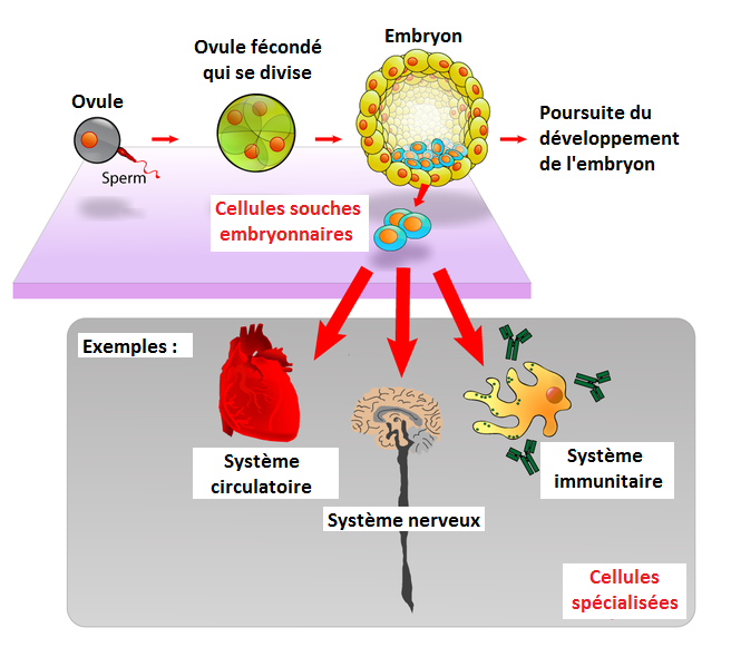 Cellules