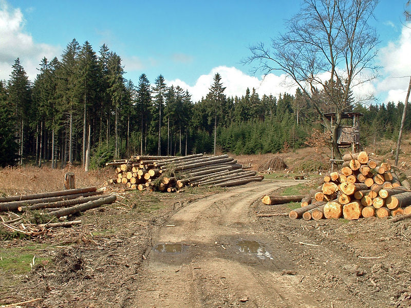 Déforestation