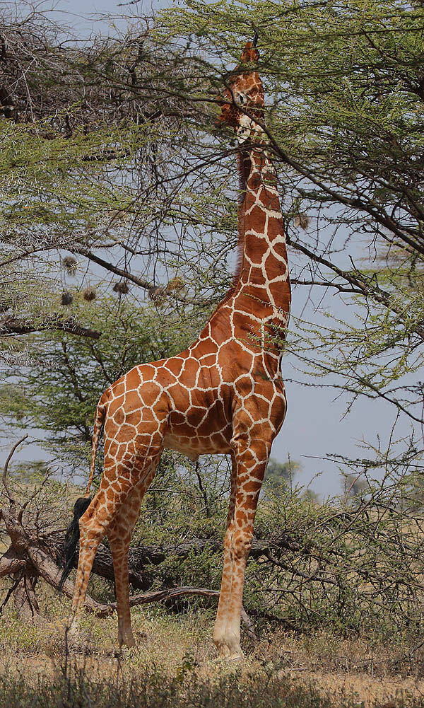 Giraffe