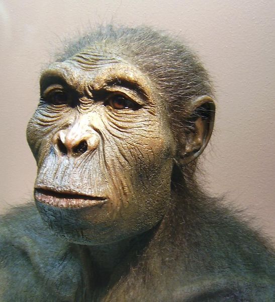 Une reconstitution d'un Homo habilis