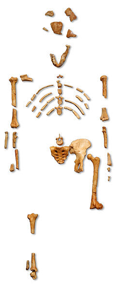 Les restes du squelette de Lucy