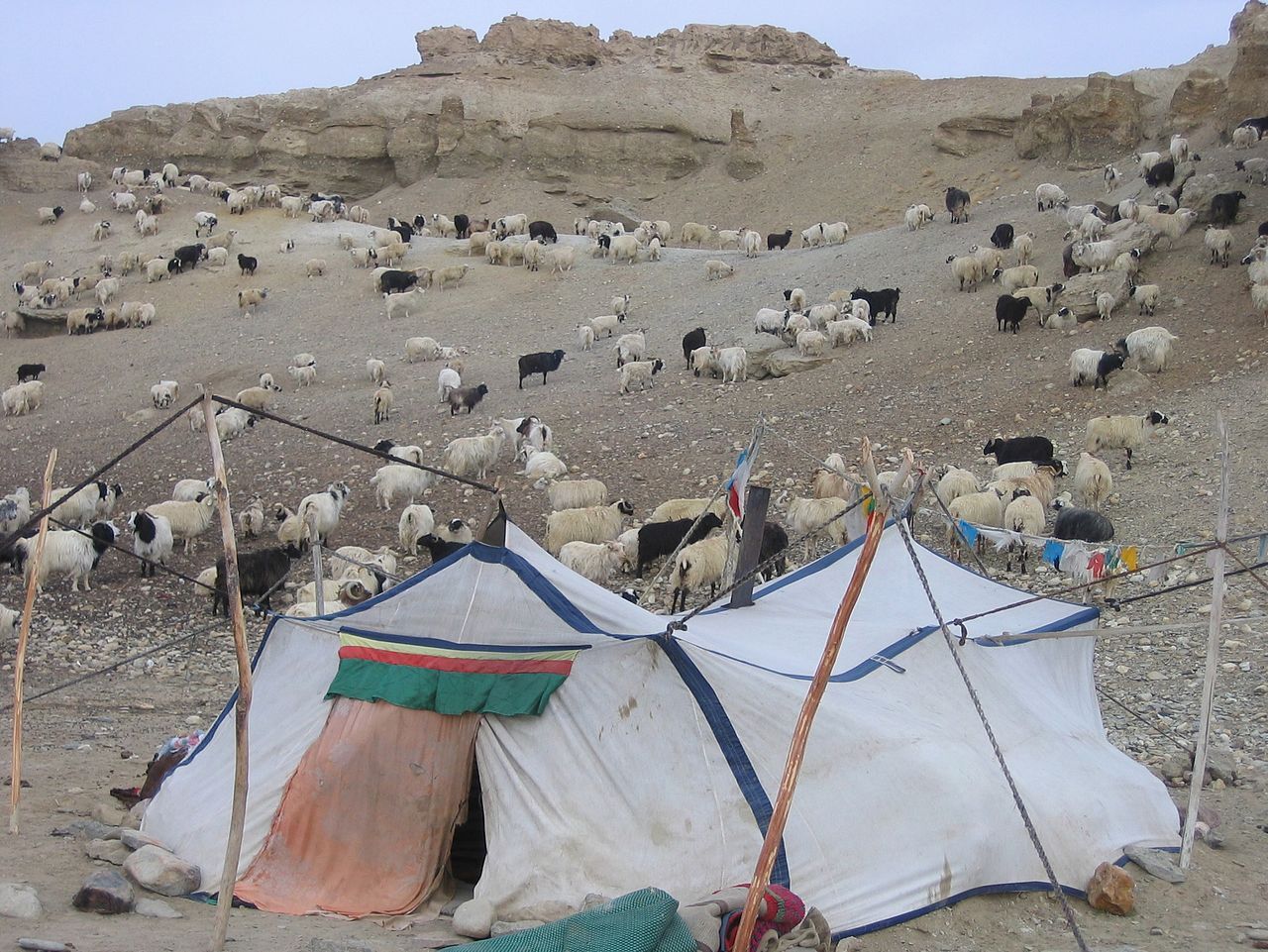 Campement nomade tibétain actuel