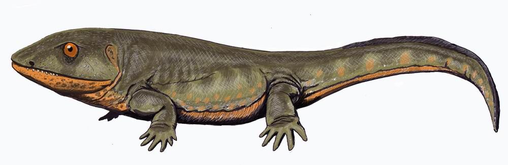 Lézard