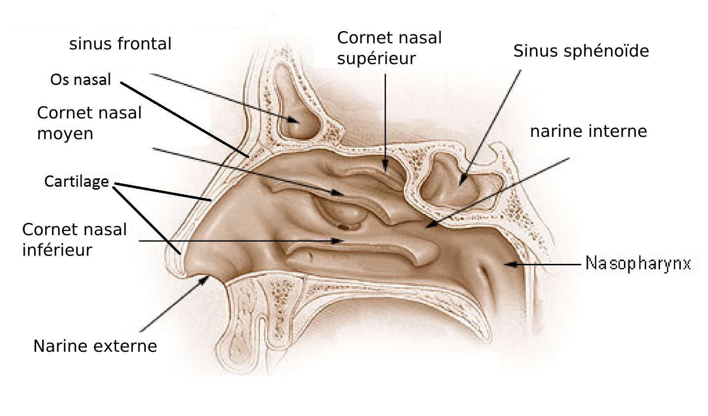 Nez