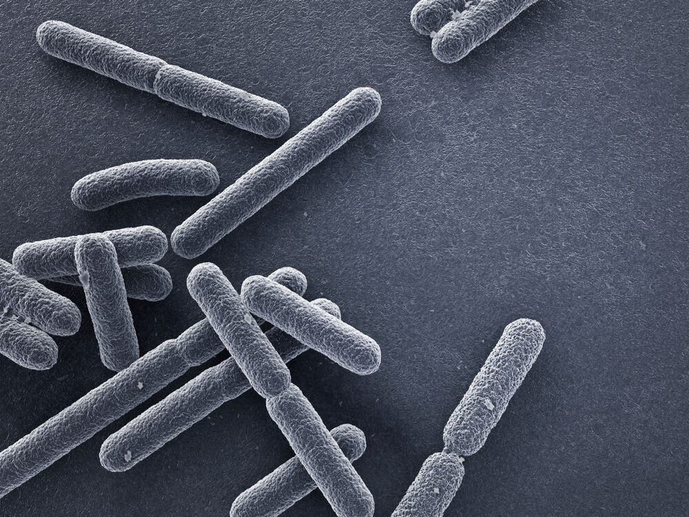E. coli