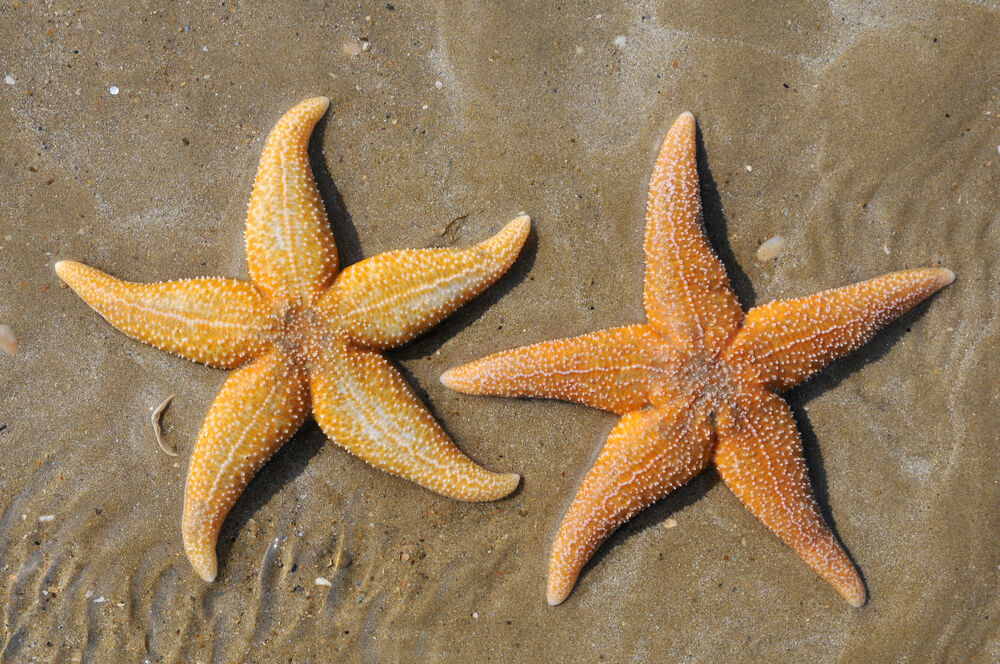 L’étoile de mer commune