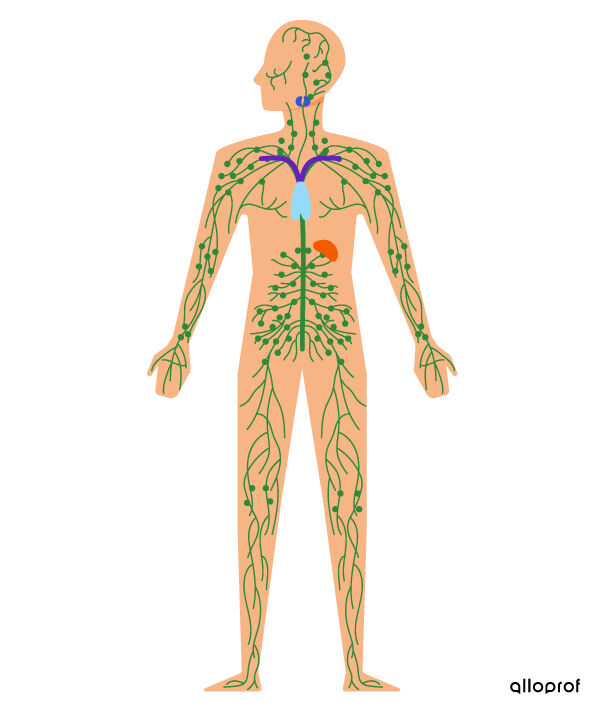 Le systeme lymphatique