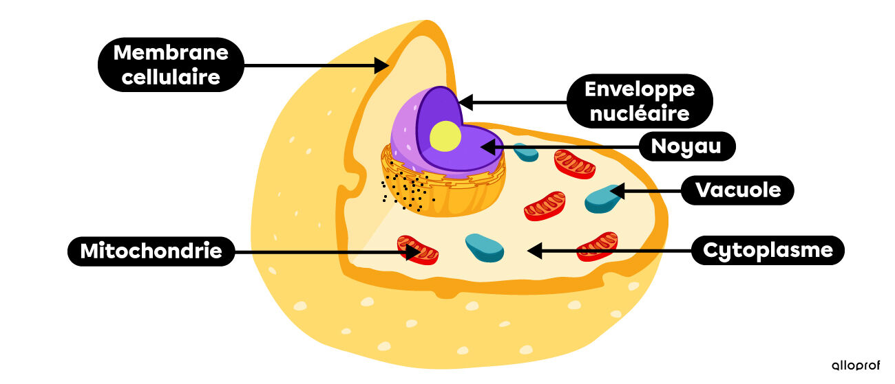 Les constituants (noyau, cytoplasme, membrane cellulaire, vacuole et mitochondrie) de la cellule animale