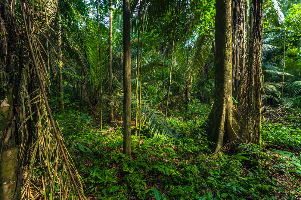La forêt amazonienne