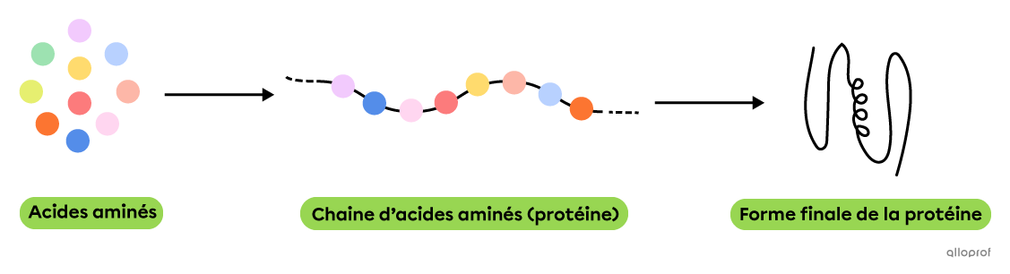 Les protéines sont composées d’acides aminés et ont une forme tridimensionnelle spécifique.