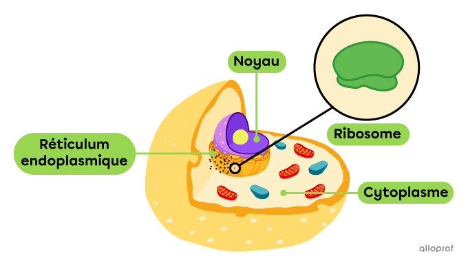 L’emplacement des ribosomes au sein de la cellule