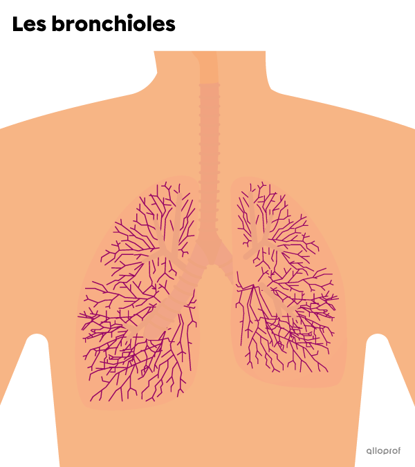 Les bronchioles sont les ramifications des bronches. Elles ressemblent aux branches d’un arbre.