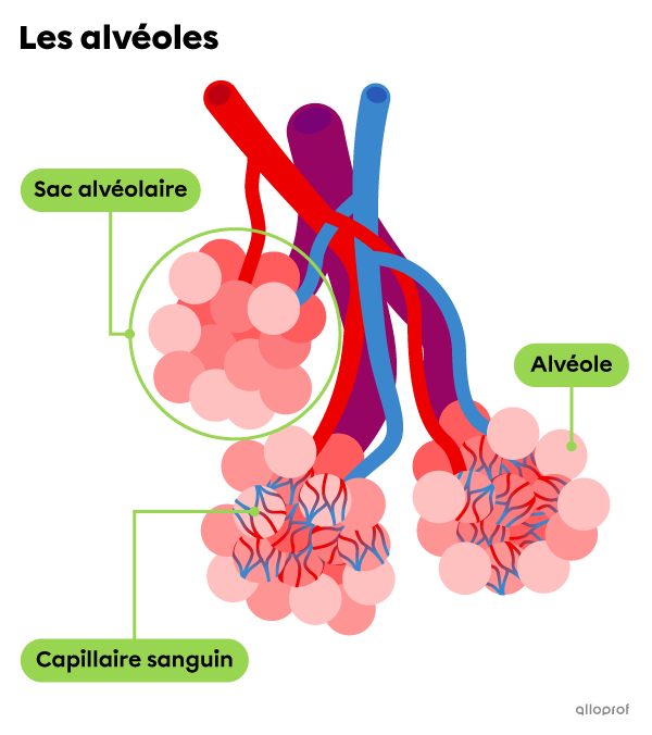 Les alvéoles sont de petites poches d’air au bout des bronchioles. Elles ressemblent à des framboises.