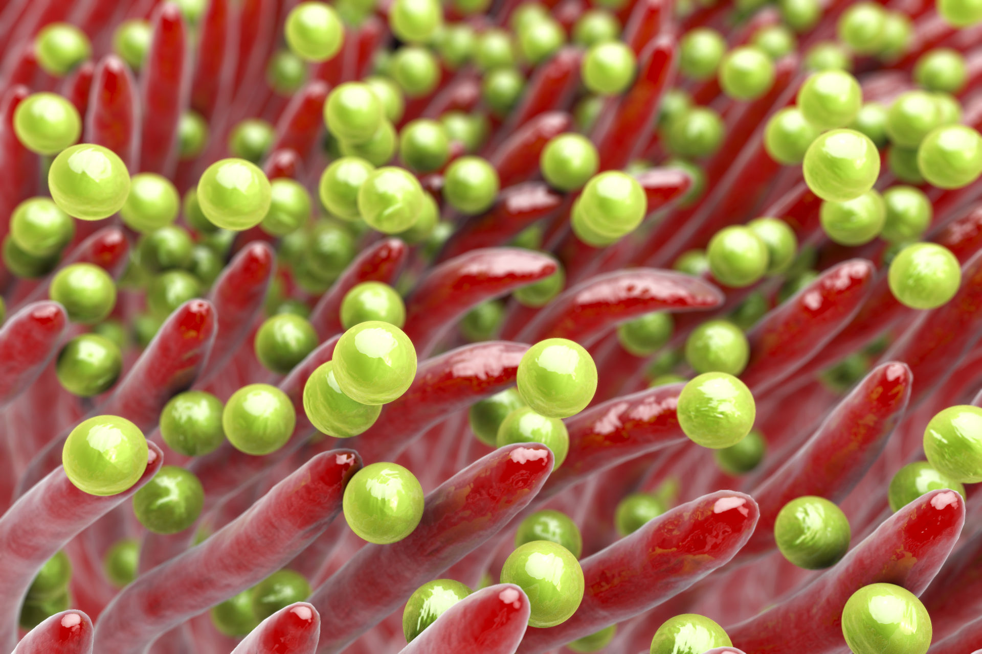 Représentation 3D de bactéries (vert) emprisonnées par les cellules ciliées des fosses nasales (rouge