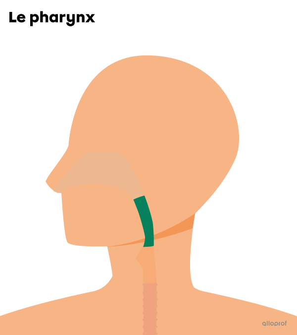 La bouche et le nez rejoignent le pharynx. Il se situe dans la partie supérieure de la gorge.
