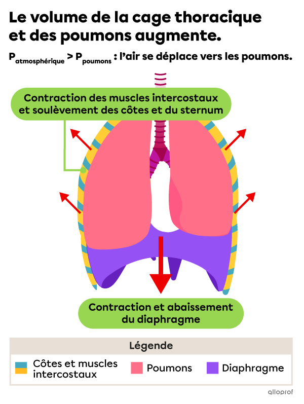 À l’inspiration, le diaphragme et les muscles intercostaux se contractent, ce qui fait augmenter le volume de la cage thoracique et des poumons.