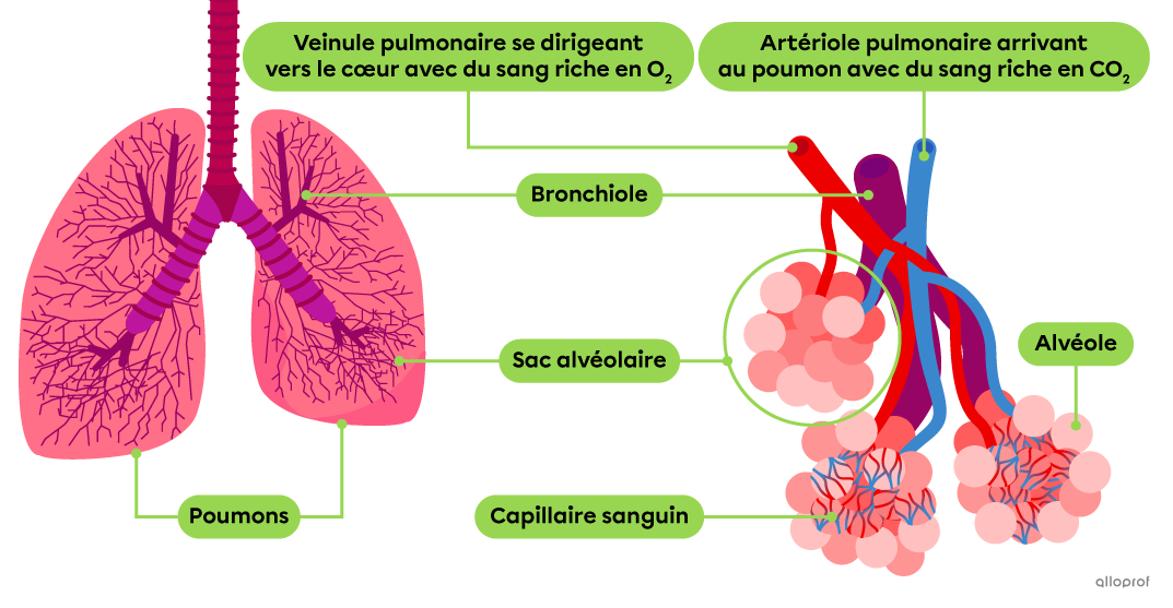 Les poumons, les bronchioles, les alvéoles regroupées en sacs alvéolaires et les capillaires sanguins sont impliqués dans les échanges gazeux pulmonaires.