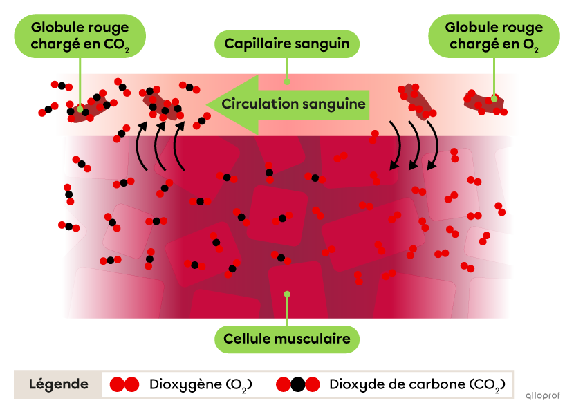 Les échanges gazeux entre un capillaire sanguin et des cellules musculaires