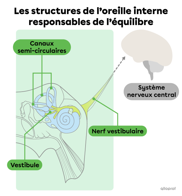 Les structures de l’oreille interne responsables de l’équilibre