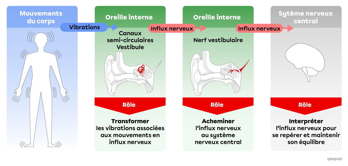 Résumé des rôles des structures de l’oreille impliquées dans l’équilibre