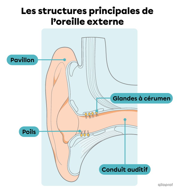 Les structures principales de l'oreille externe