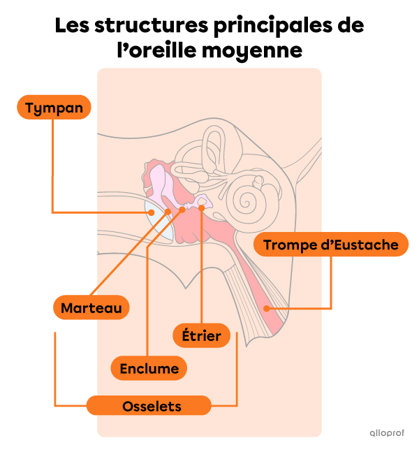 Les structures principales de l’oreille moyenne