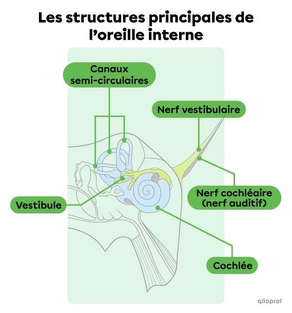 Les structures principales de l’oreille interne