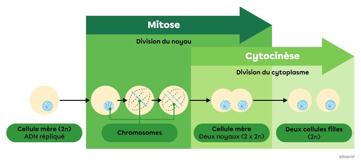 Schéma simplifié de la division cellulaire par mitose