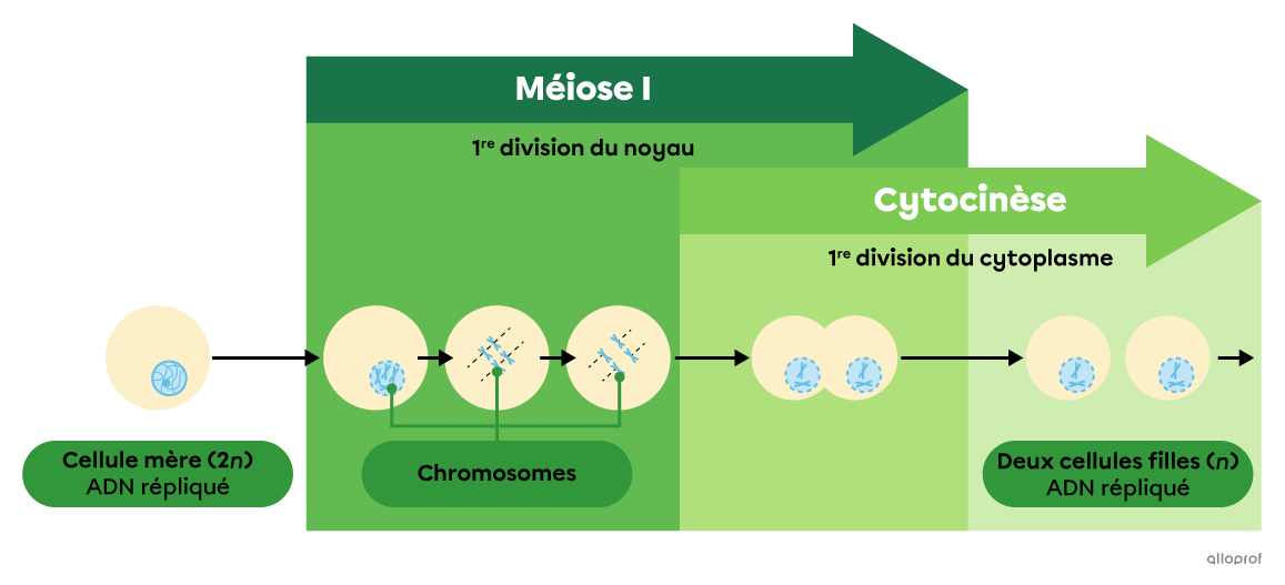 Schéma simplifié de la méiose I