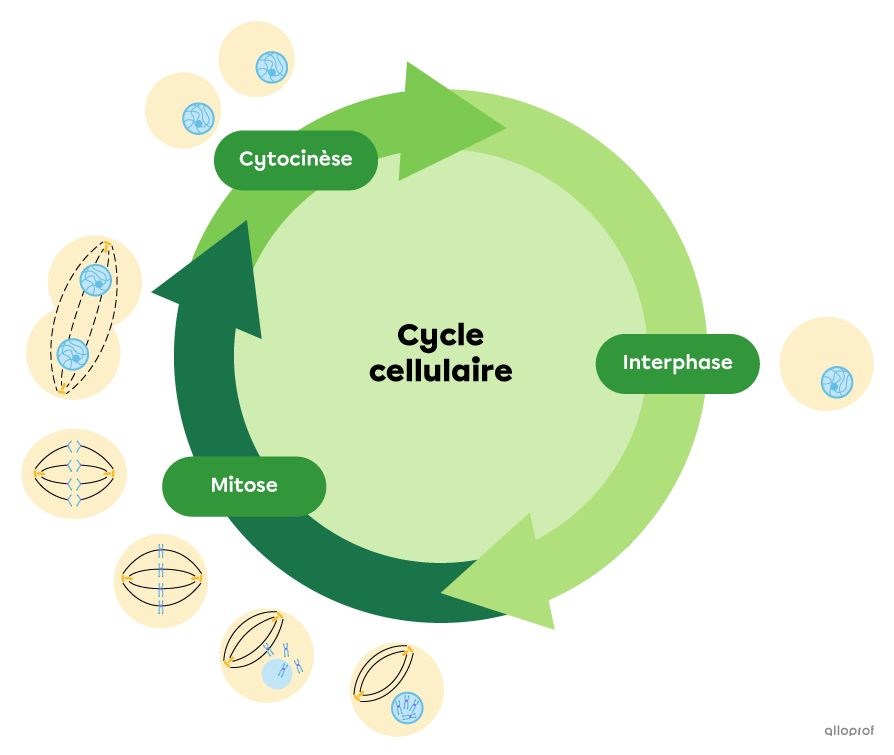 Le cycle cellulaire comprend une phase de croissance et d’activité métabolique, une division du noyau, puis une division du cytoplasme.