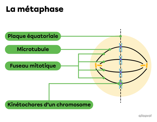 Les microtubules s’organisent en fuseau mitotique et les kinétochores s’alignent sur la plaque équatoriale lors de la métaphase.