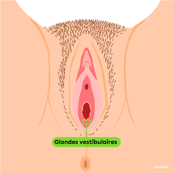 Les glandes vestibulaires, ou glandes de Bartholin, situées dans la vulve.
