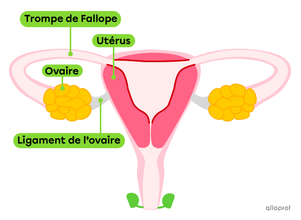 Les ovaires et leur ligament les rattachant à l’utérus dans le système reproducteur féminin.