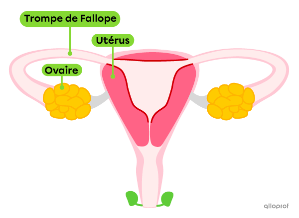 Les trompes de Fallope dans le système reproducteur féminin.