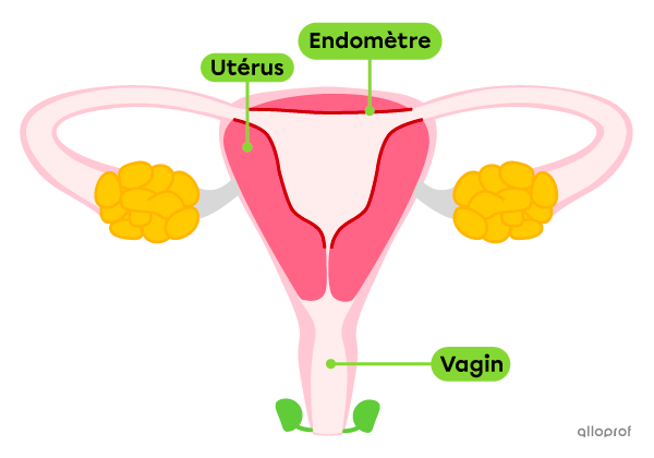 L’endomètre dans le système reproducteur féminin.