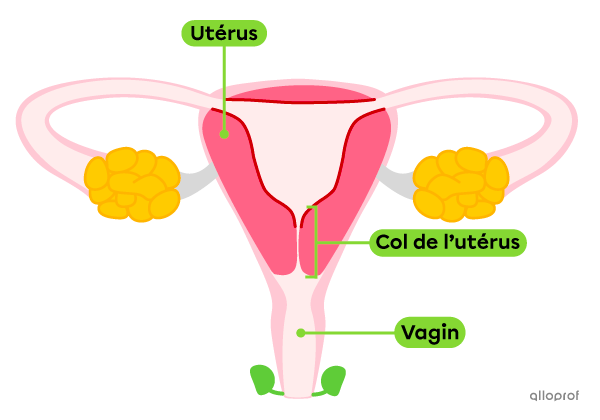 Le col de l’utérus dans le système reproducteur féminin.