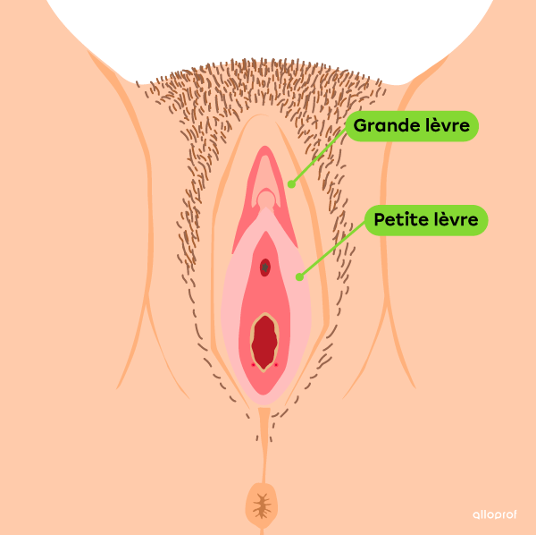 Les grandes lèvres et les petites lèvres dans la vulve.