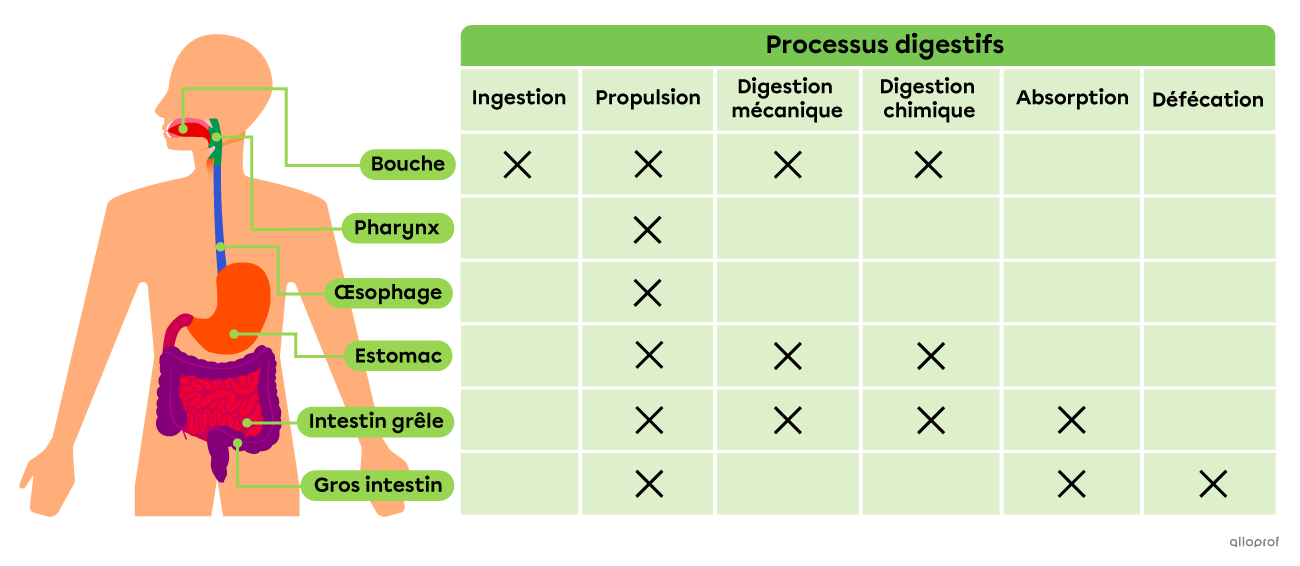 Les organes du tube digestif et les processus digestifs qui s’y déroulent.