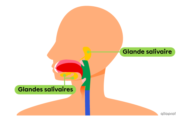 La salive est sécrétée par les glandes salivaires, situées en périphérie de la bouche. 