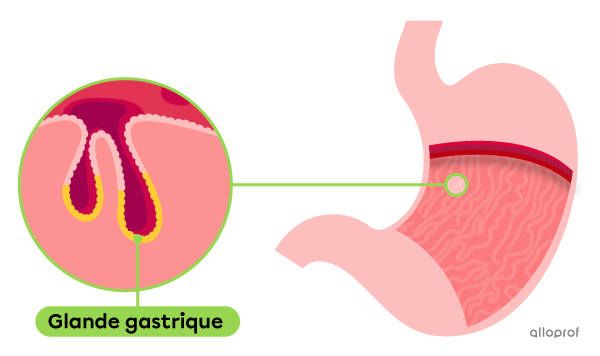 Les glandes gastriques sont situées dans les replis de l’estomac. Elles sont composées de cellules pariétales et de cellules principales.