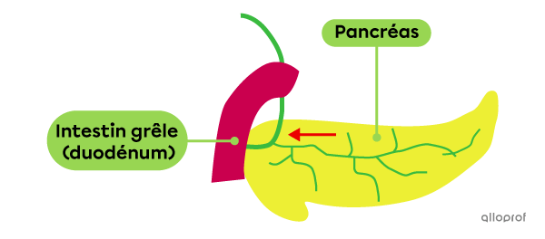 Le pancréas est situé en arrière et en dessous de l’estomac. Il est traversé par un conduit qui achemine le suc pancréatique dans l’intestin grêle.