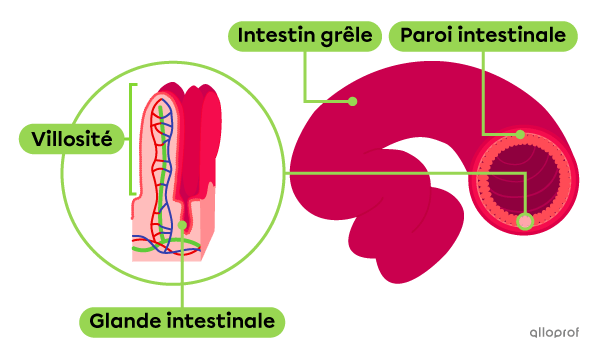Les glandes intestinales sont situées au fond des villosités qui tapissent les parois de l’intestin grêle.