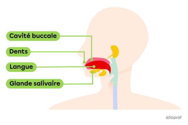 La bouche, où est ingérée la nourriture, comprend, la cavité buccale, la langue, les dents et les glandes salivaires.