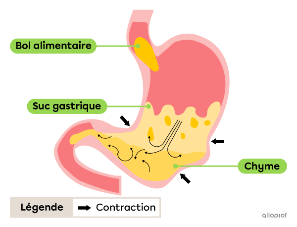 Le brassage des aliments dans l’estomac.