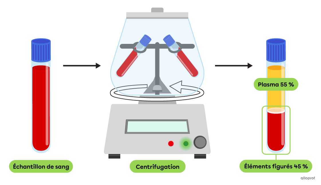 Avant d’être passé à la centrifugeuse, l’échantillon de sang est de couleur rouge opaque et uniforme. Après la centrifugation, le sang est séparé en 3 parties visibles. Sur le dessus, il y a une partie jaune translucide, il s’agit du plasma. Sous le plasma, on observe les éléments figurés qui comprennent une mince couche blanchâtre, puis une couche rouge.