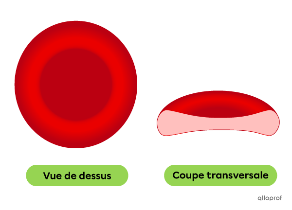 Un globule rouge.